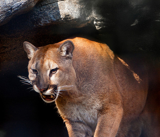 Mountain Lion