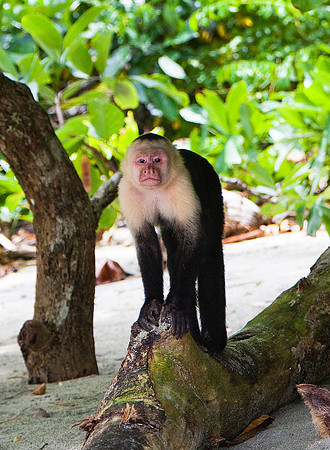 White Faced Monkey