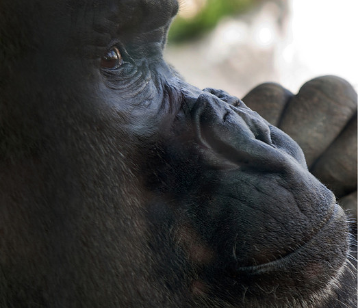 Gorilla