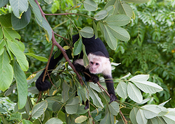 White Faced Monkey