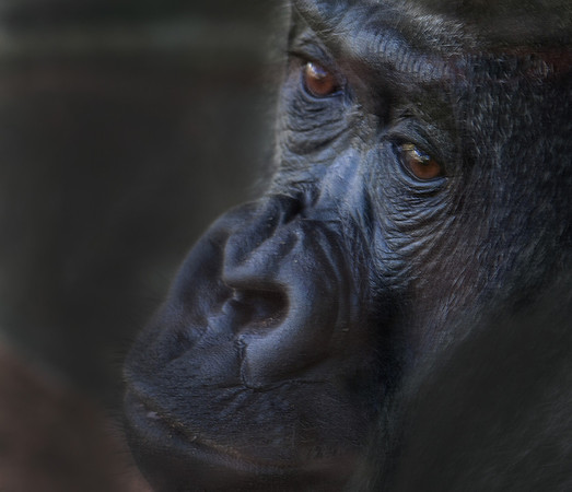 Gorilla