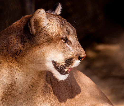 Mountain Lion