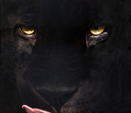 Black Panther