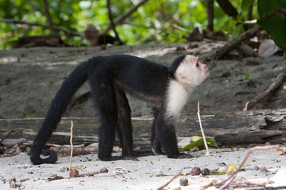 White Faced Monkey