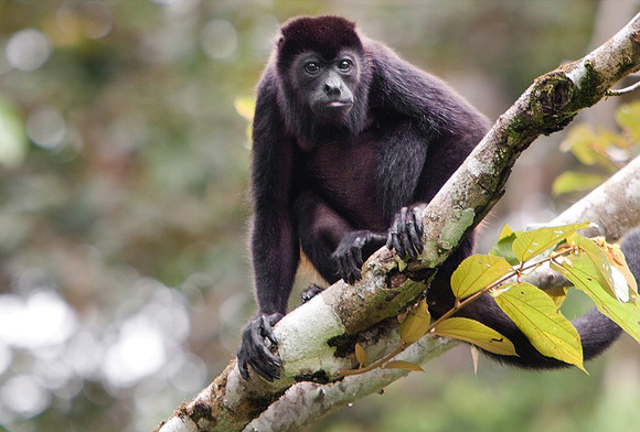 Howler Monkey