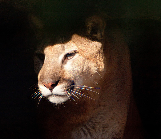 Mountain Lion