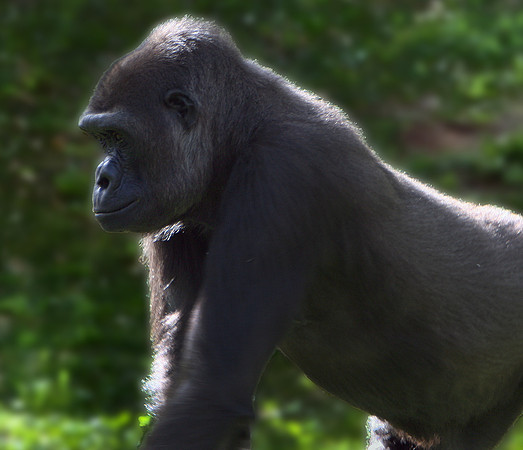 Gorilla