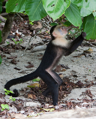 White Faced Monkey