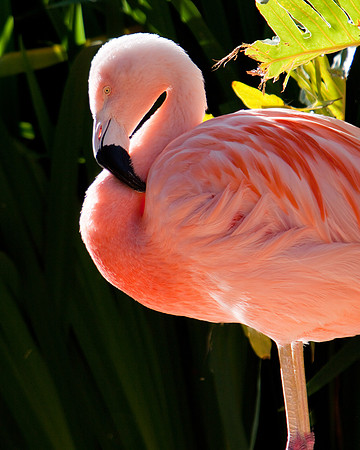 Flamingo